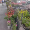 سوپر گل